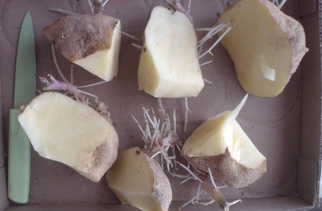 Деление картофеля для посадки