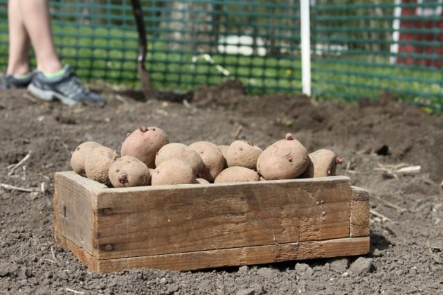 Высадку подготовленных клубней картофеля проводят разными способами в зависимости от типа почвы