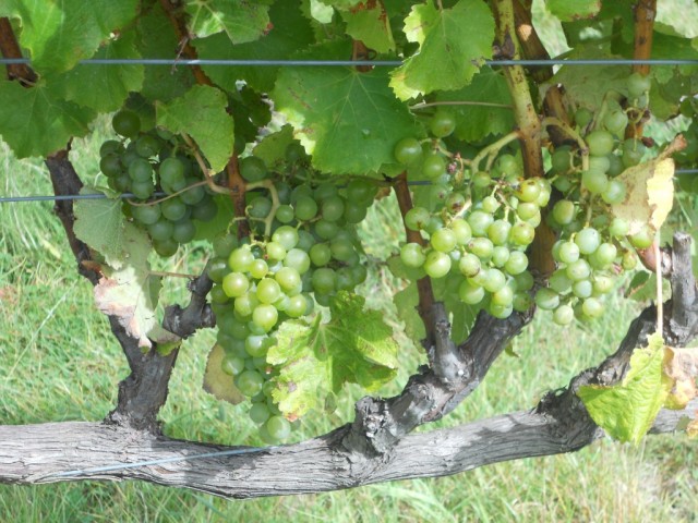 Виноградные гроздья на сформированном кусте