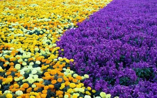 Фиолетовоцветковые сальвии высаженные в цветник с бархатцами