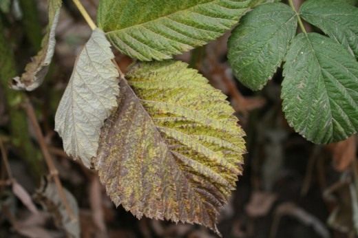 Пожелтение и некроз листьев малины могут являтся нехваткой таких элементов как фосфор или азот