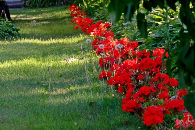 Красные садовые герани