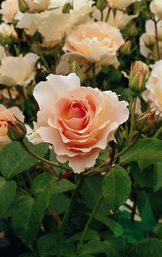 Роза  «Рококо» (Rokoko)