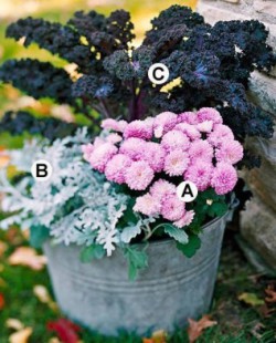 Схема 1: . А. Розовая хризантема 'Soft Cheryl'; B. Цинерария приморская; C. Декоративная капуста «Redbor».
