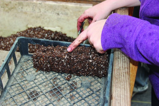 Сформированные брикеты почвосмеси для рассады