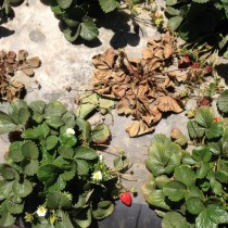 Погибшие растения клубники, пораженные земляничной нематодой