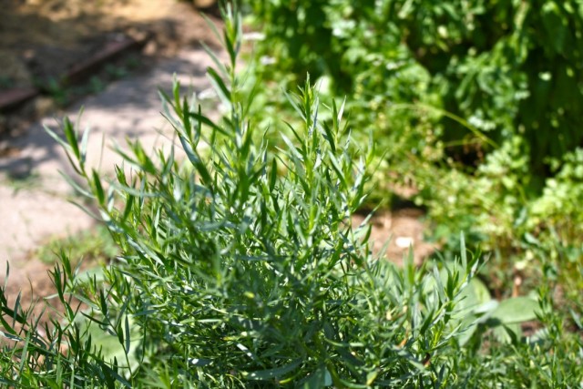 Полынь эстрагонная, или эстрагон, или тархун (Artemisia dracunculus)