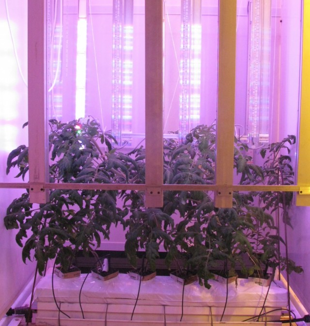Выращивание томатов под светодиодными светильниками